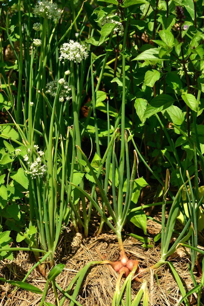 Shallot imported image