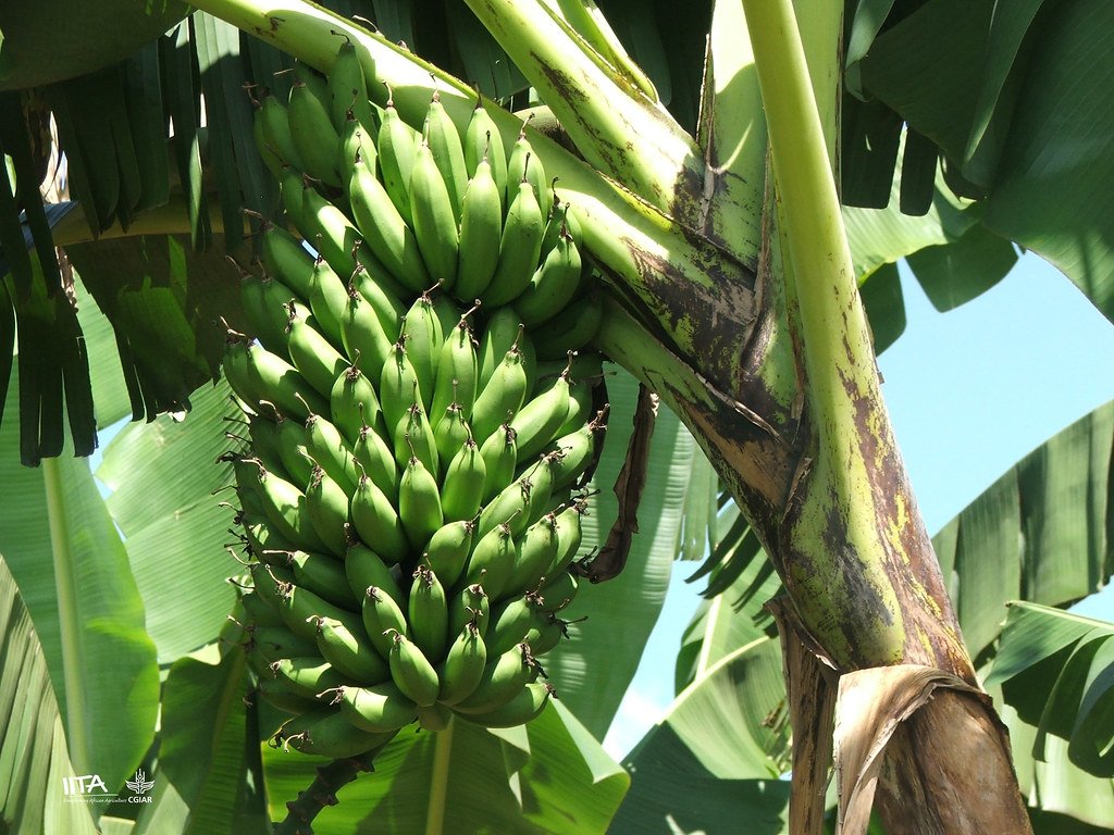 East African Highland Banana imported image