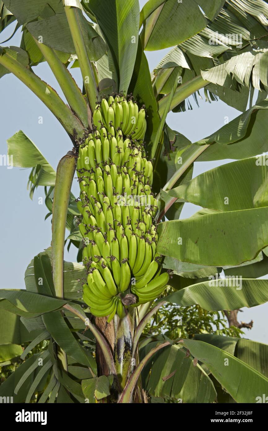 East African Highland Banana imported image