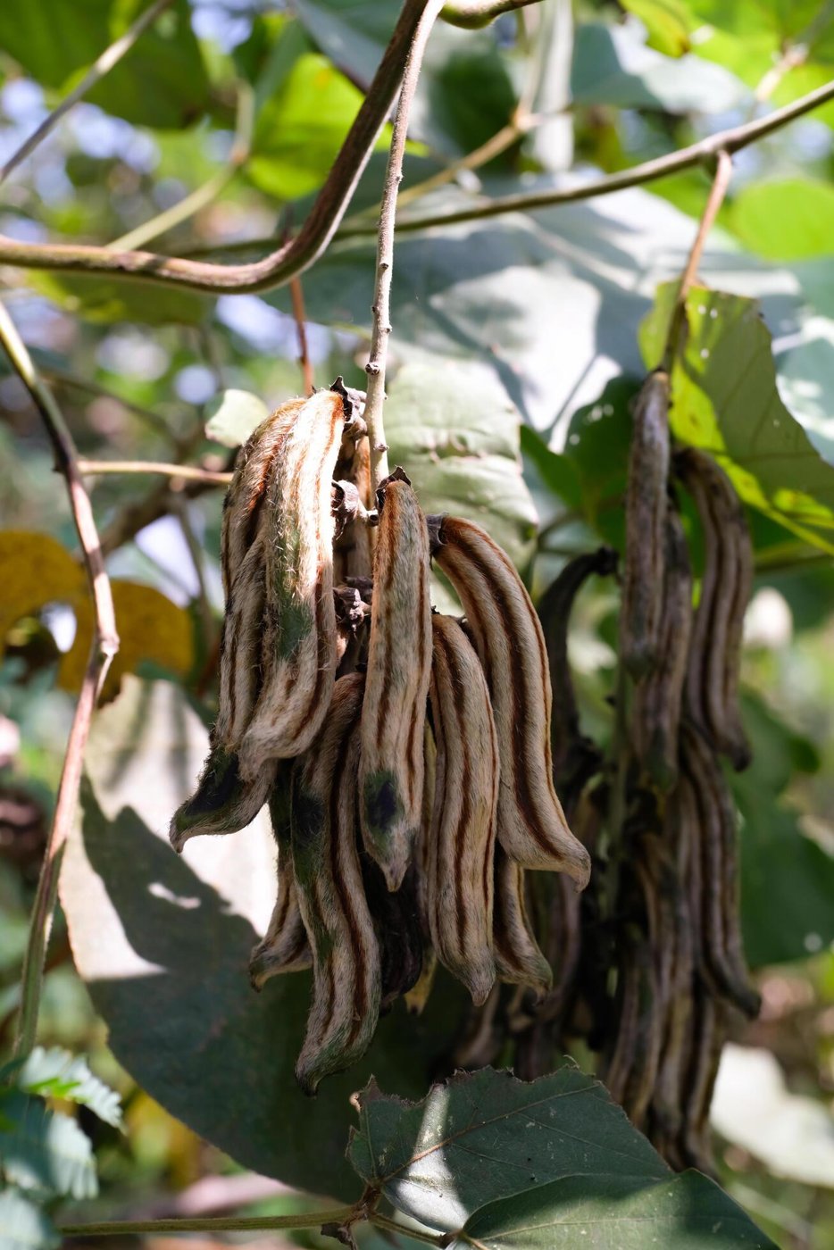 Velvet Bean imported image