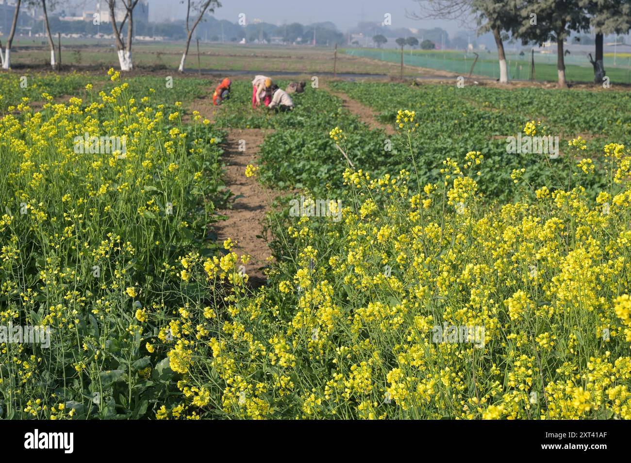 Mustard Seed imported image