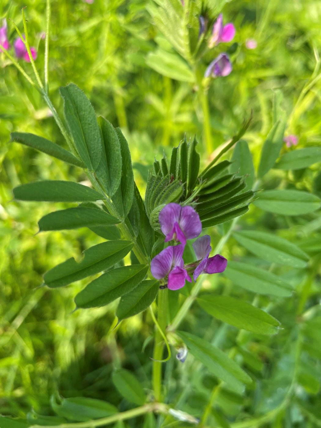 Vetch imported image