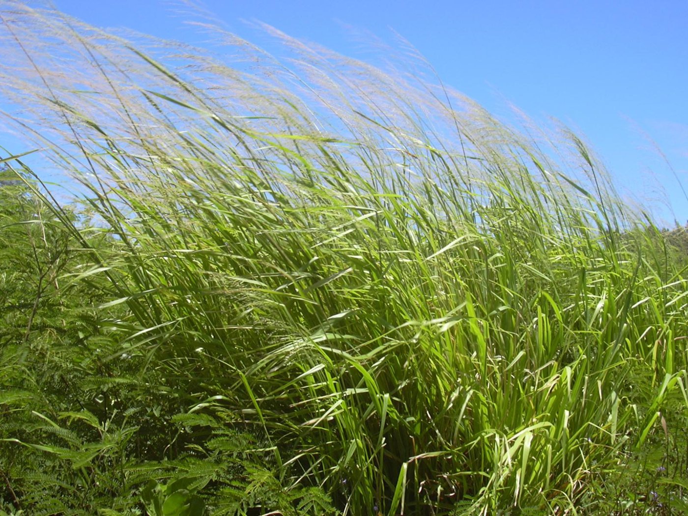 Guinea Grass imported image