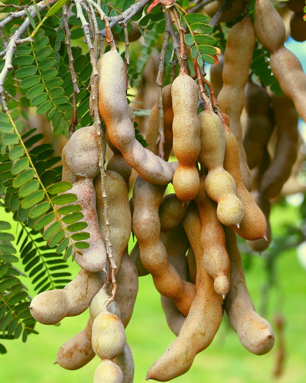 Tamarind imported image