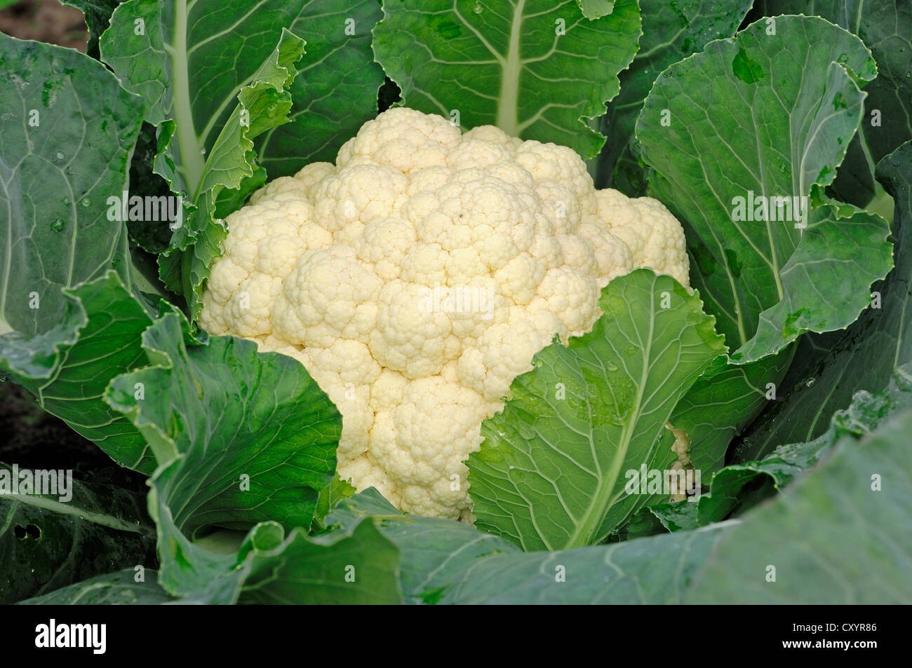 Cauliflower imported image