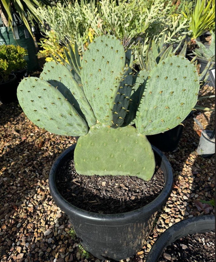 Spineless Cactus imported image