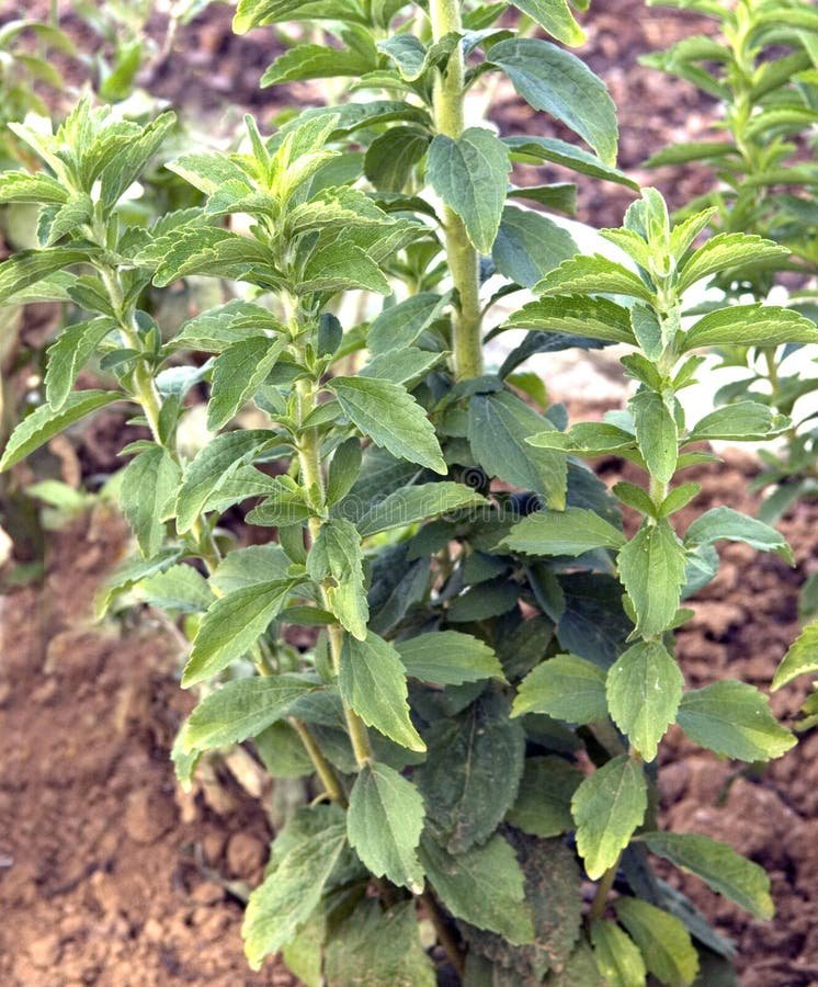 Stevia imported image