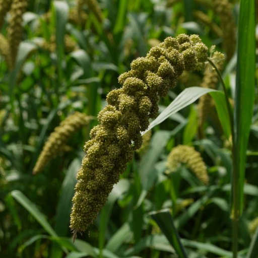 Foxtail Millet imported image