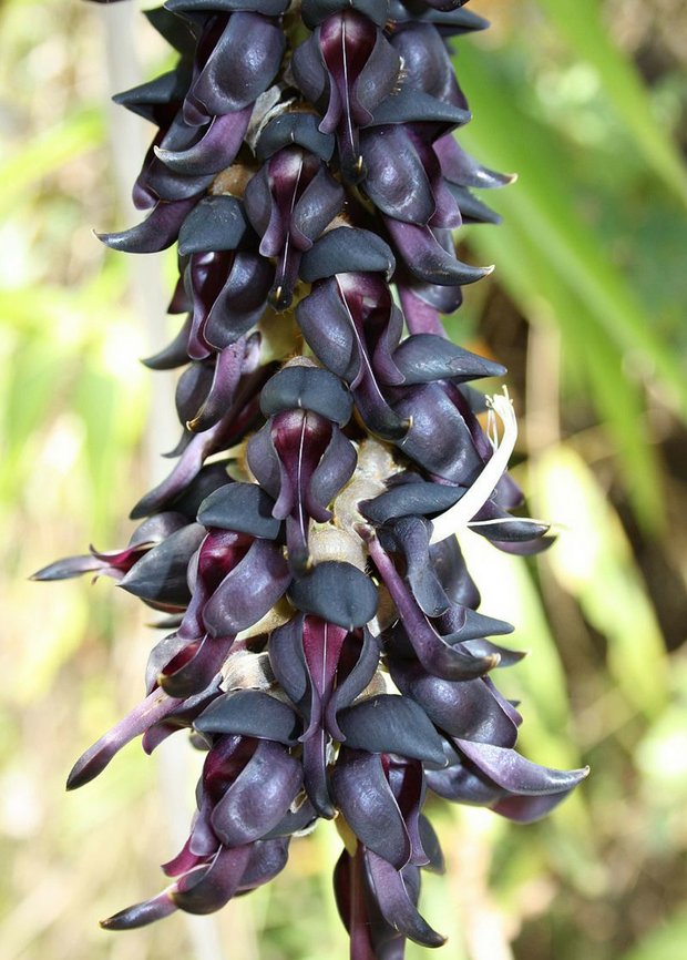 Velvet bean (Mucuna pruriens) imported image