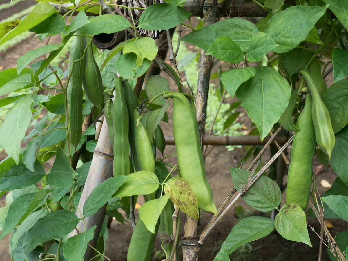 Sword bean (Canavalia ensiformis) imported image