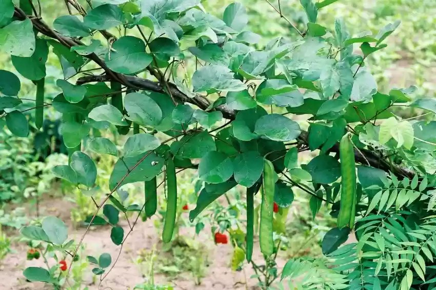 Sword bean (Canavalia ensiformis) imported image