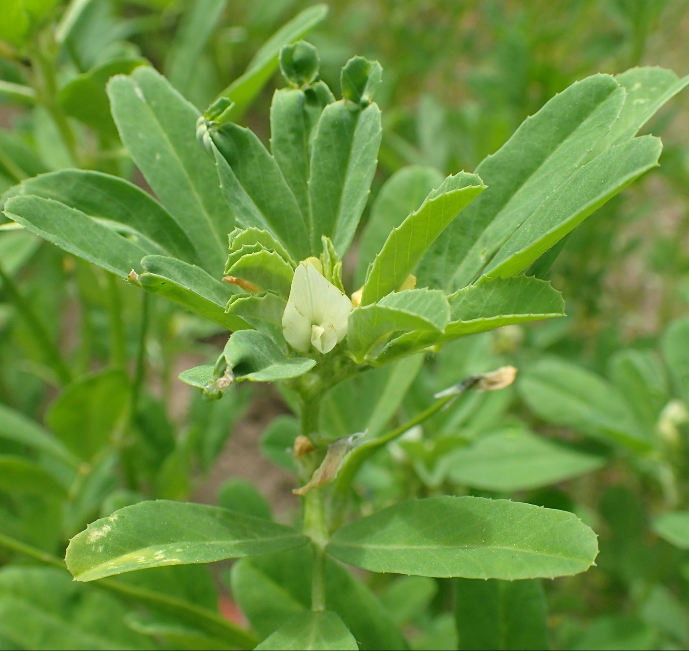 Fenugreek imported image