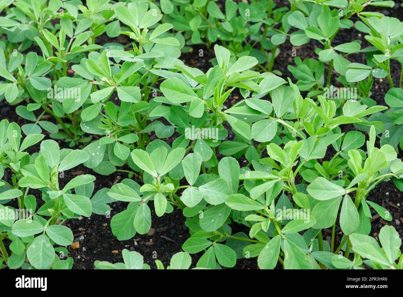 Fenugreek imported image