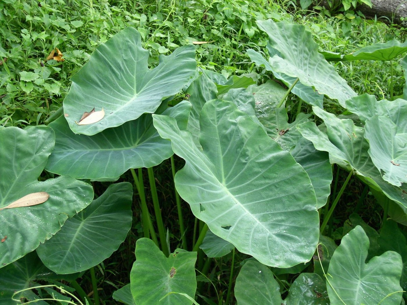 Colocasia imported image