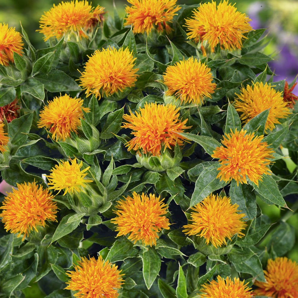 Safflower imported image