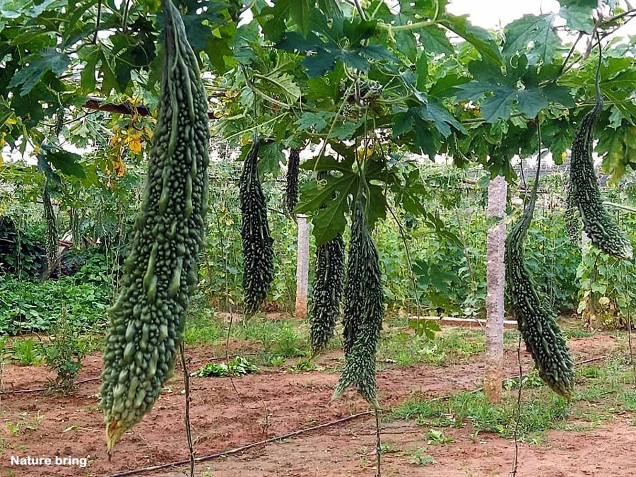 Bitter gourd (bitter melon) imported image