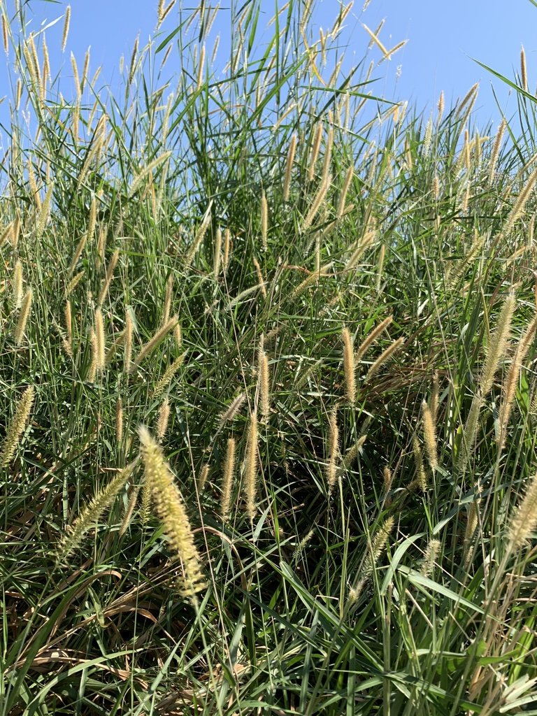 Napier Grass imported image