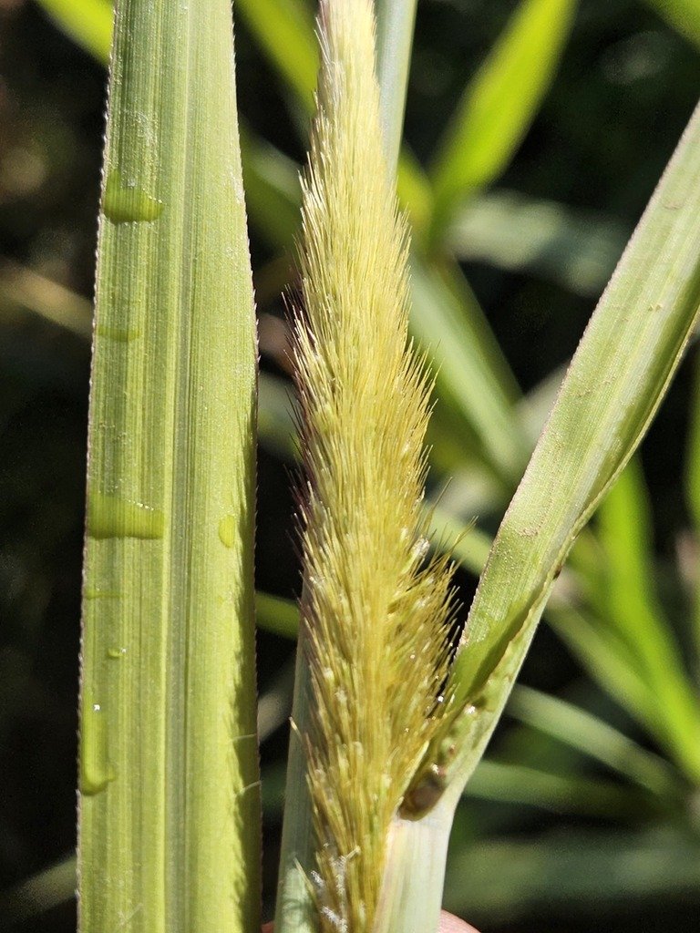 Napier Grass imported image