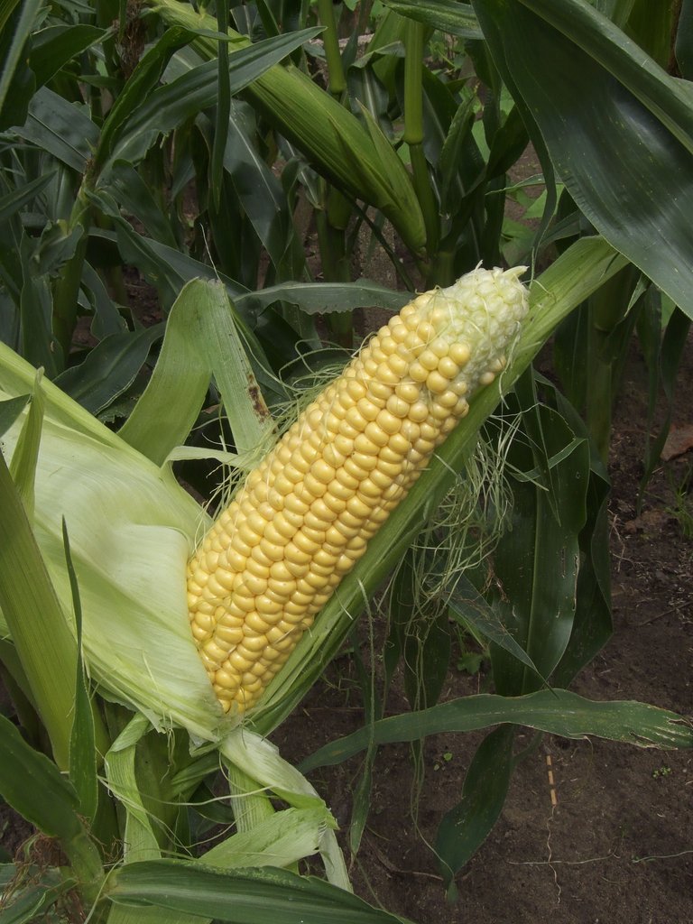 Maize imported image