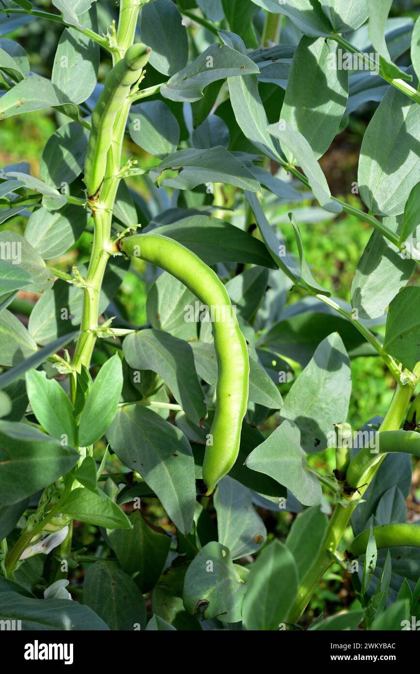 Broad bean (fava) imported image