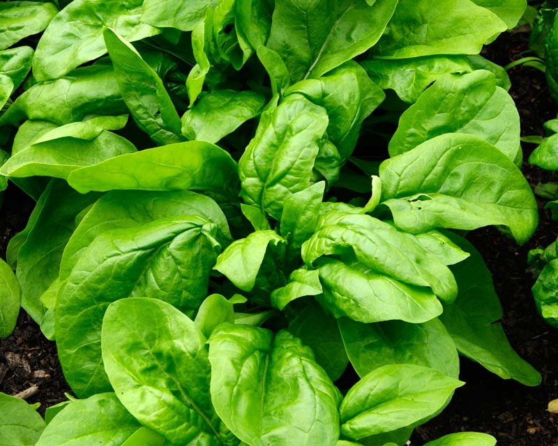 Spinach imported image