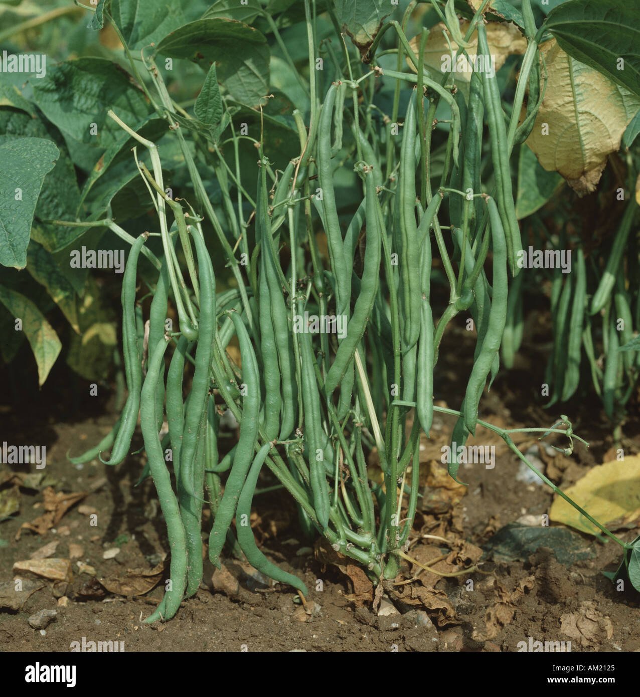 French beans imported image