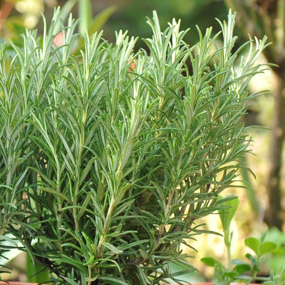 Rosemary imported image