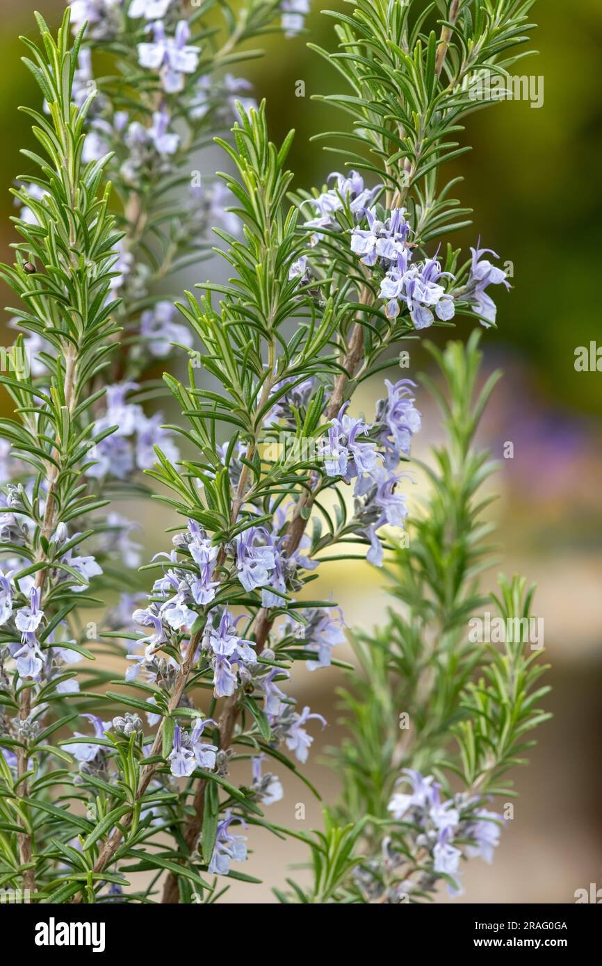 Rosemary imported image