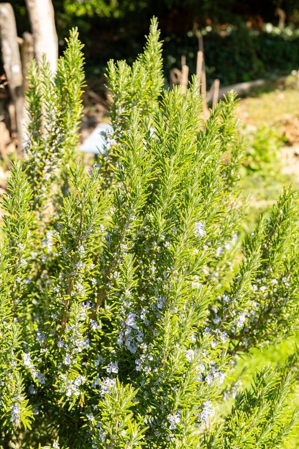 Rosemary imported image