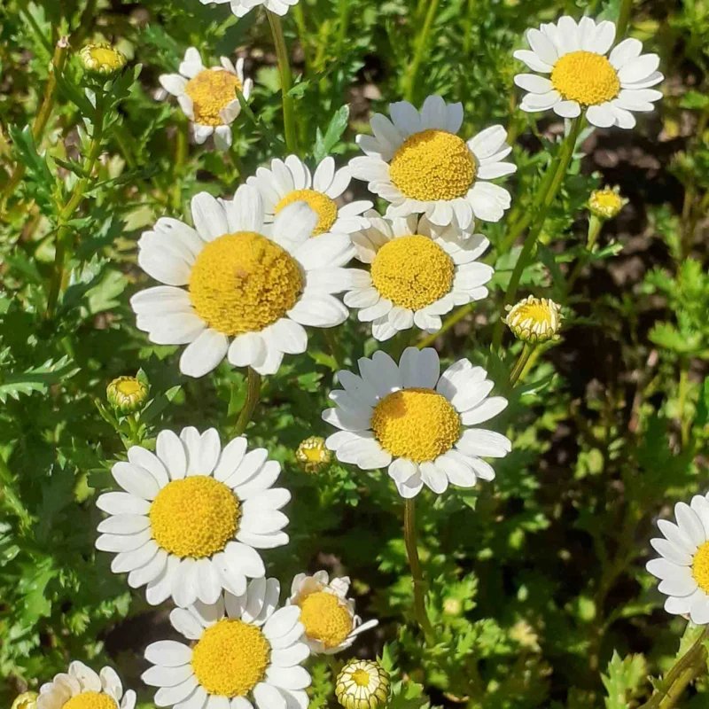 Pyrethrum imported image