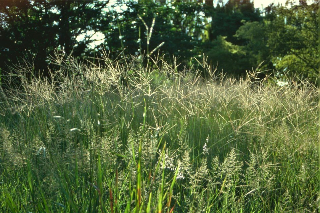 Rhodes grass imported image