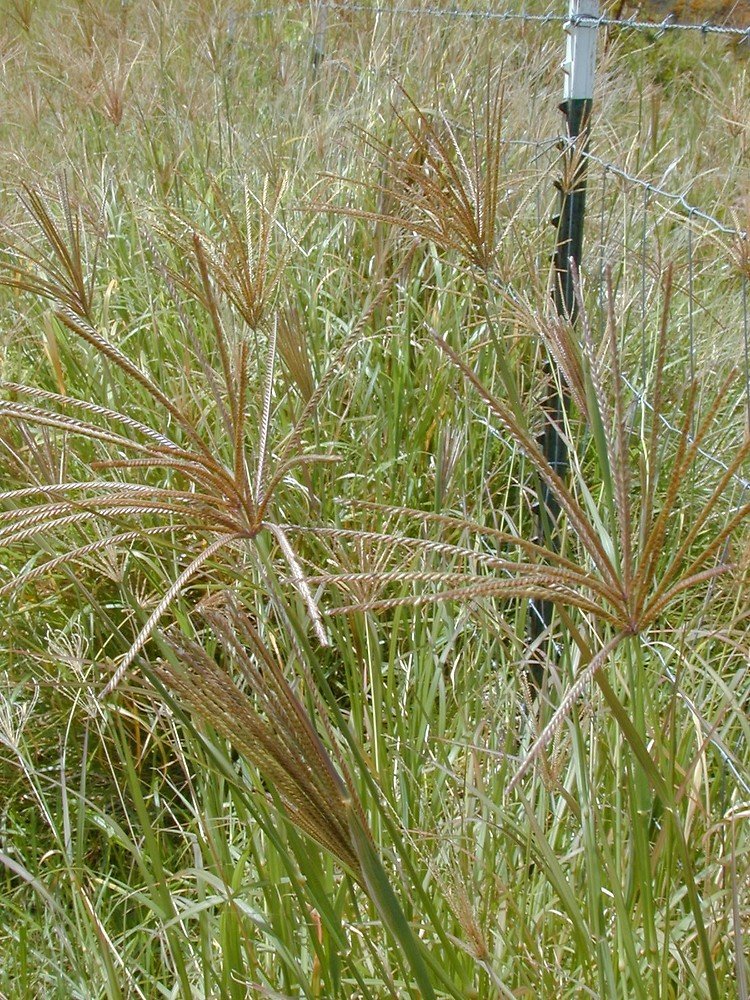 Rhodes grass imported image