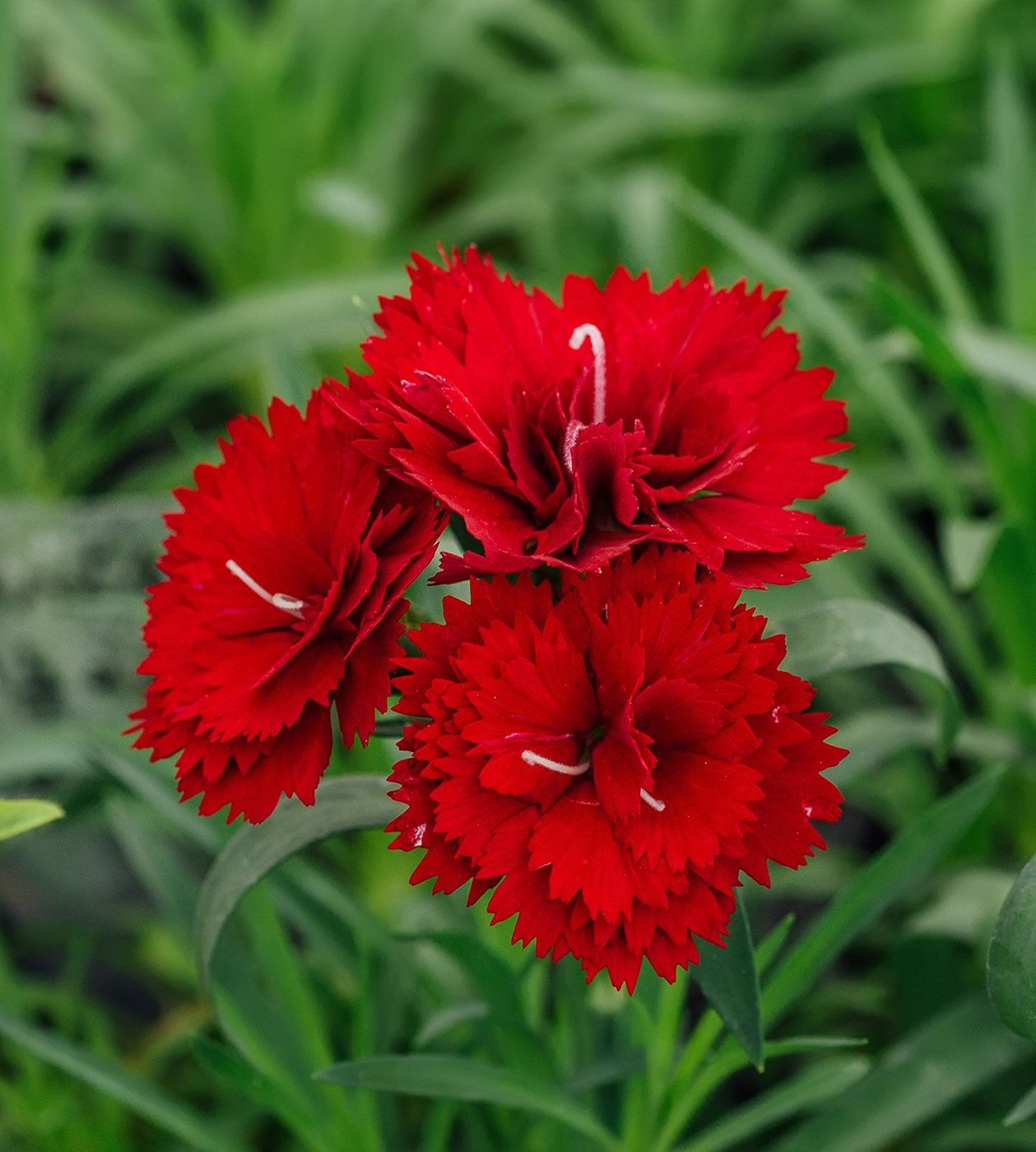 Carnations (cut flower) imported image