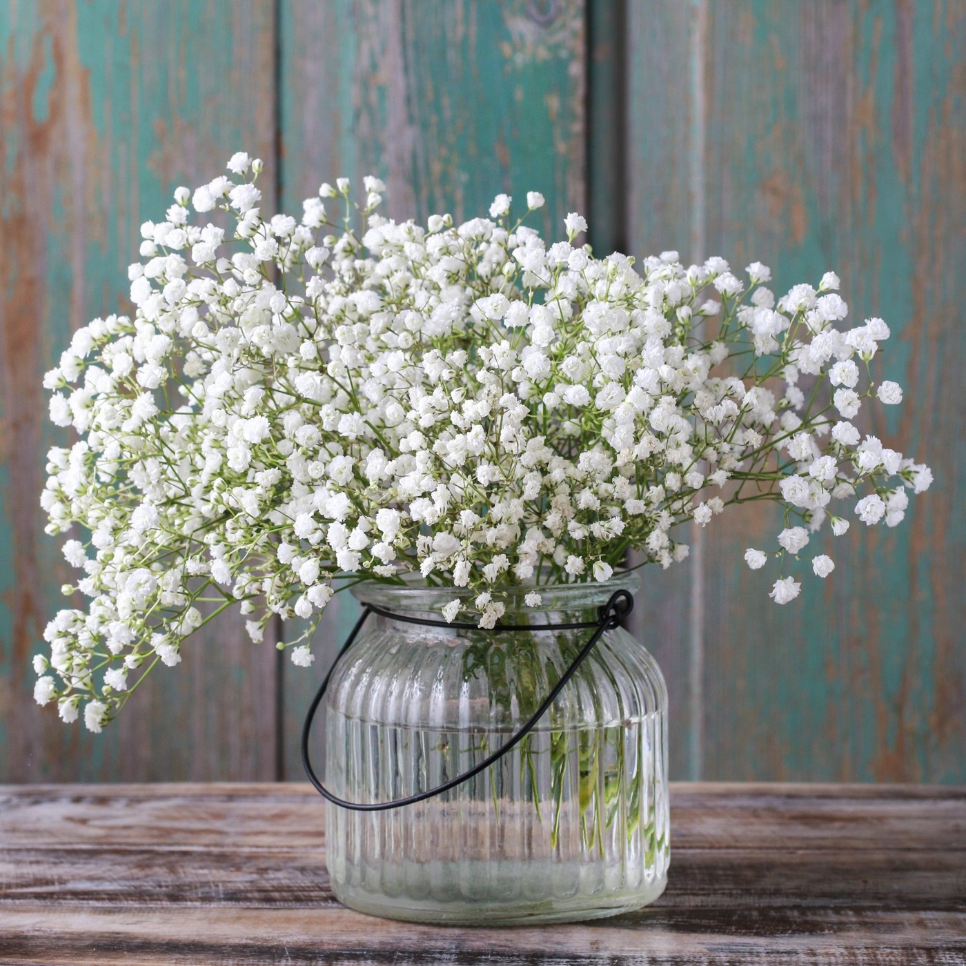 Gypsophila (baby’s breath) imported image