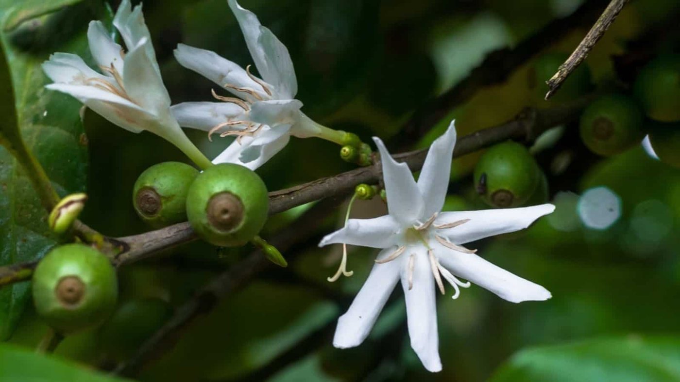 Coffee imported image