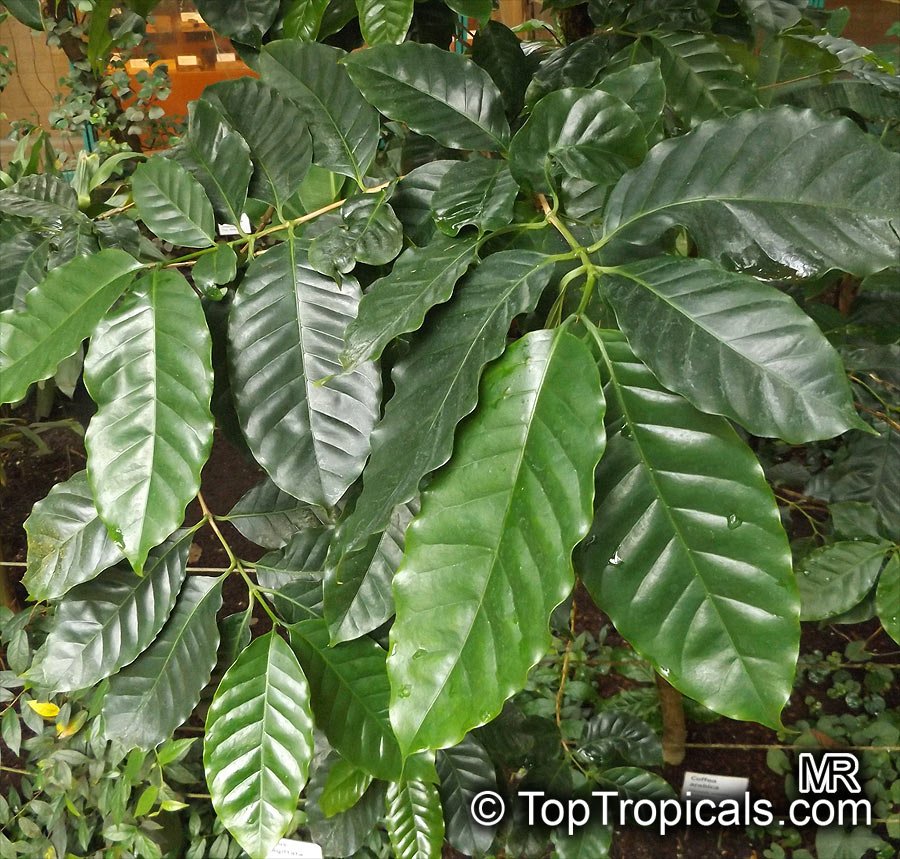 Coffee imported image