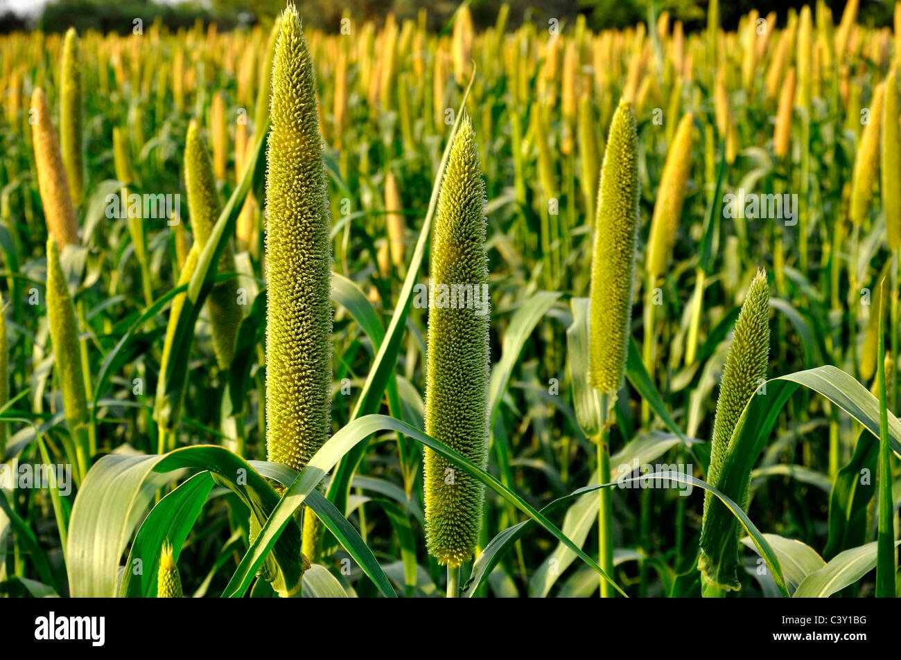 Pearl millet imported image