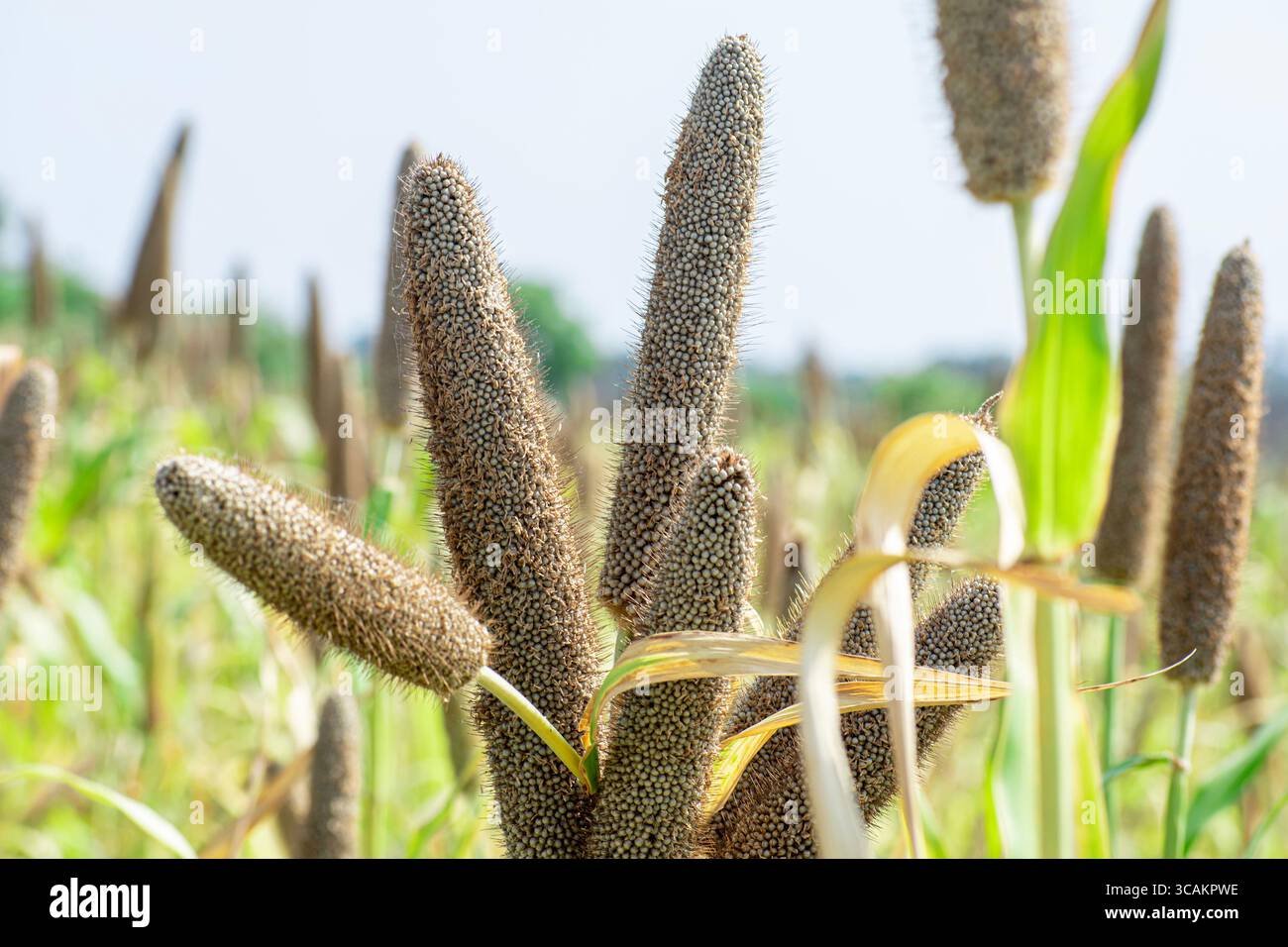 Pearl millet imported image