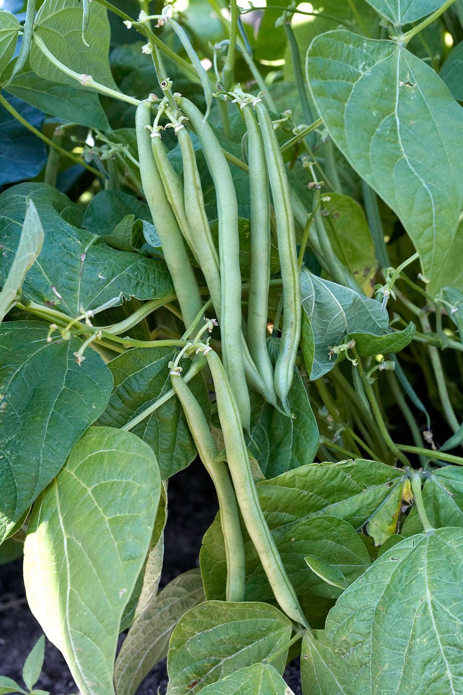 Common Bean