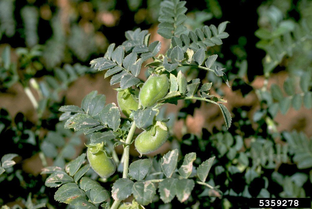 Chickpea imported image