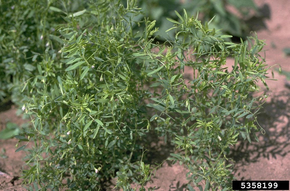 Lentil imported image