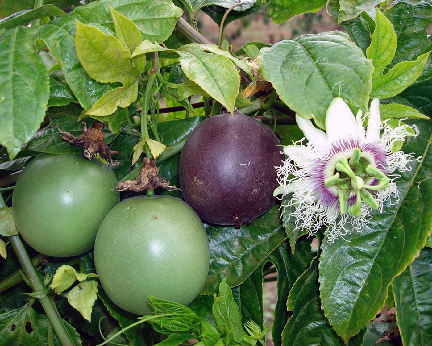 Passion fruit imported image