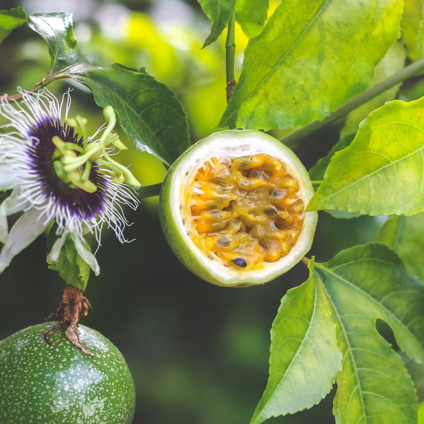 Passion fruit imported image