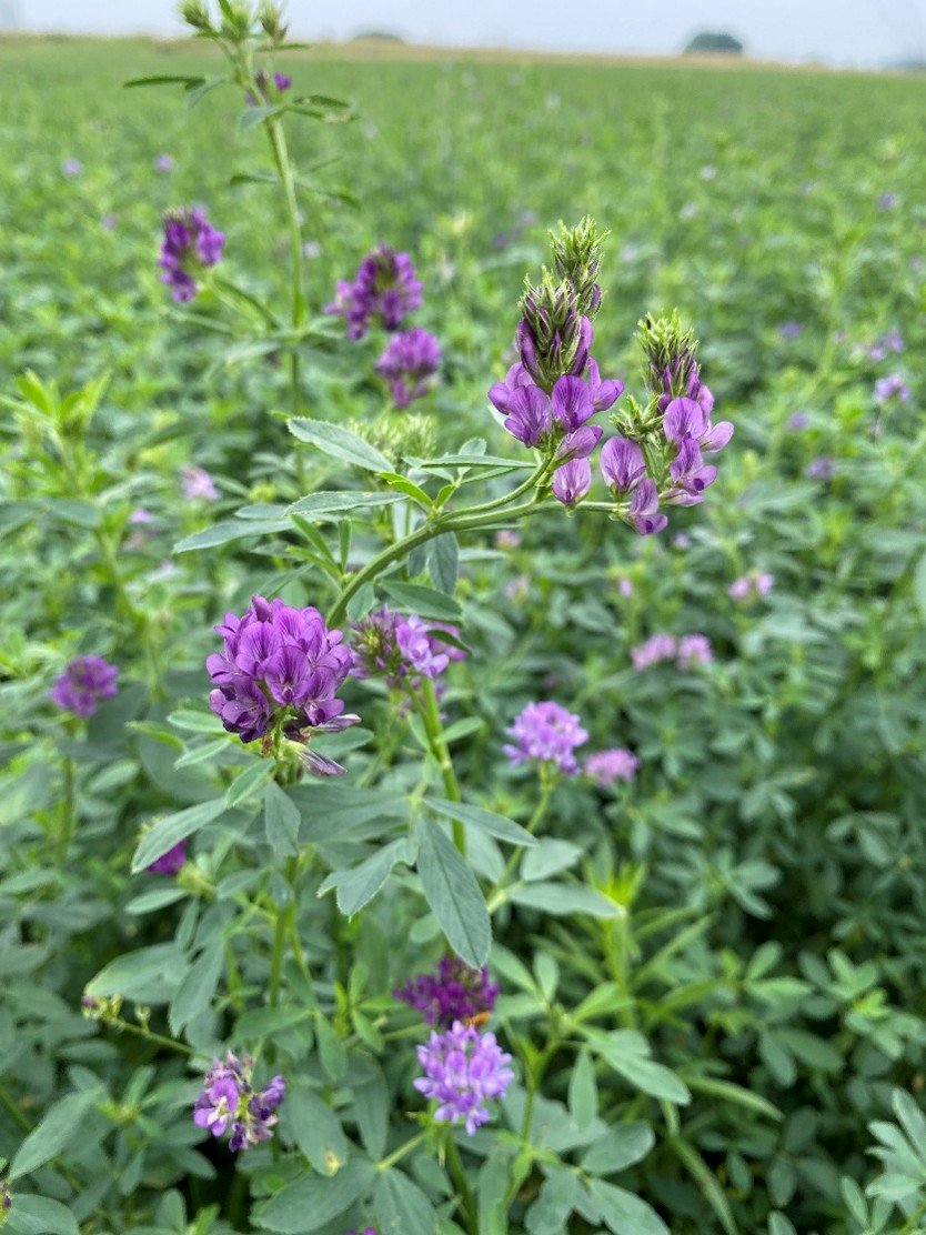 Alfalfa Lucerne imported image
