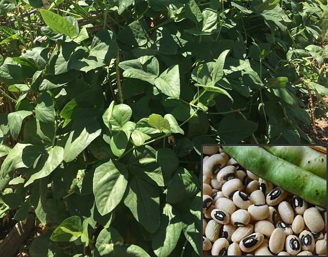 Black Eyed Pea imported image