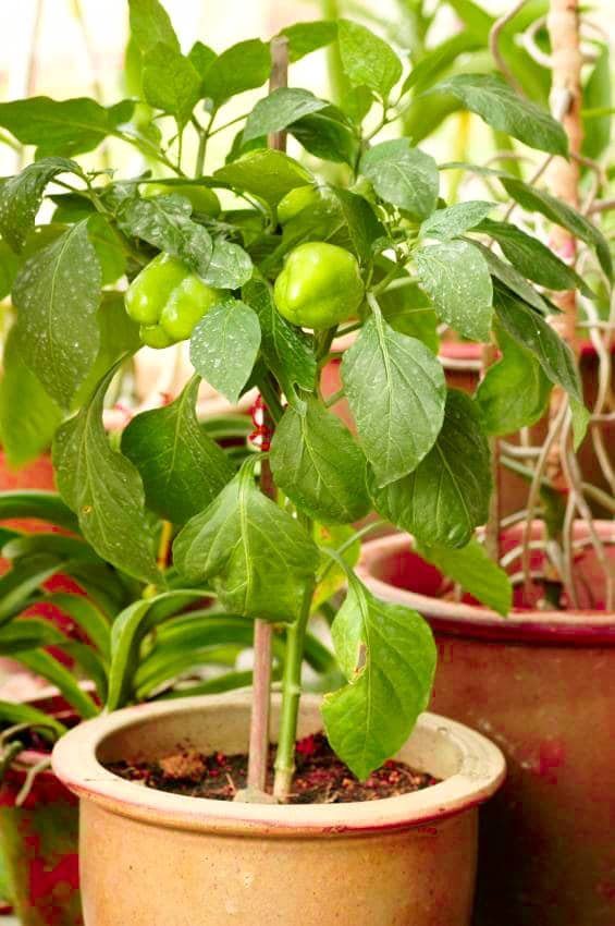 Capsicum imported image