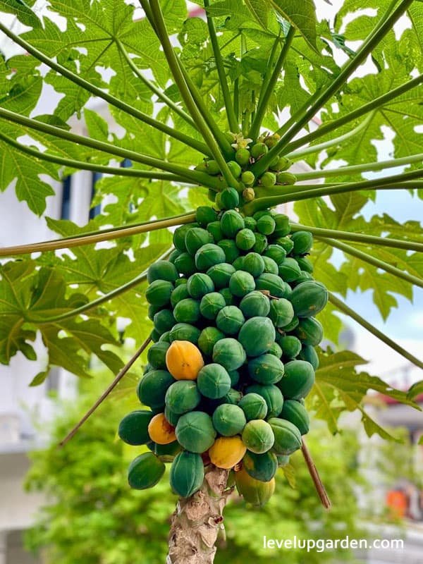 Papaya imported image