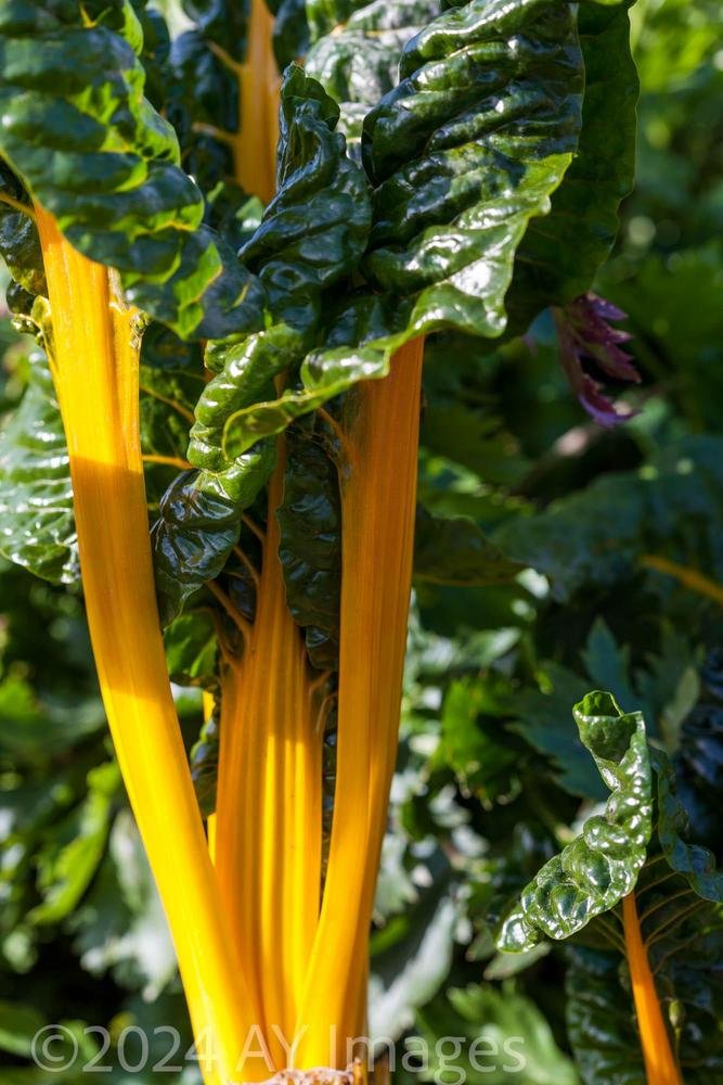 Swiss Chard imported image