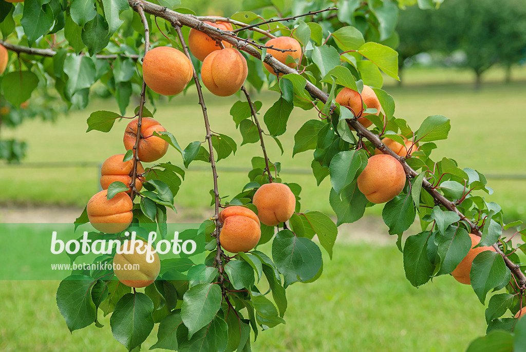 Apricot imported image