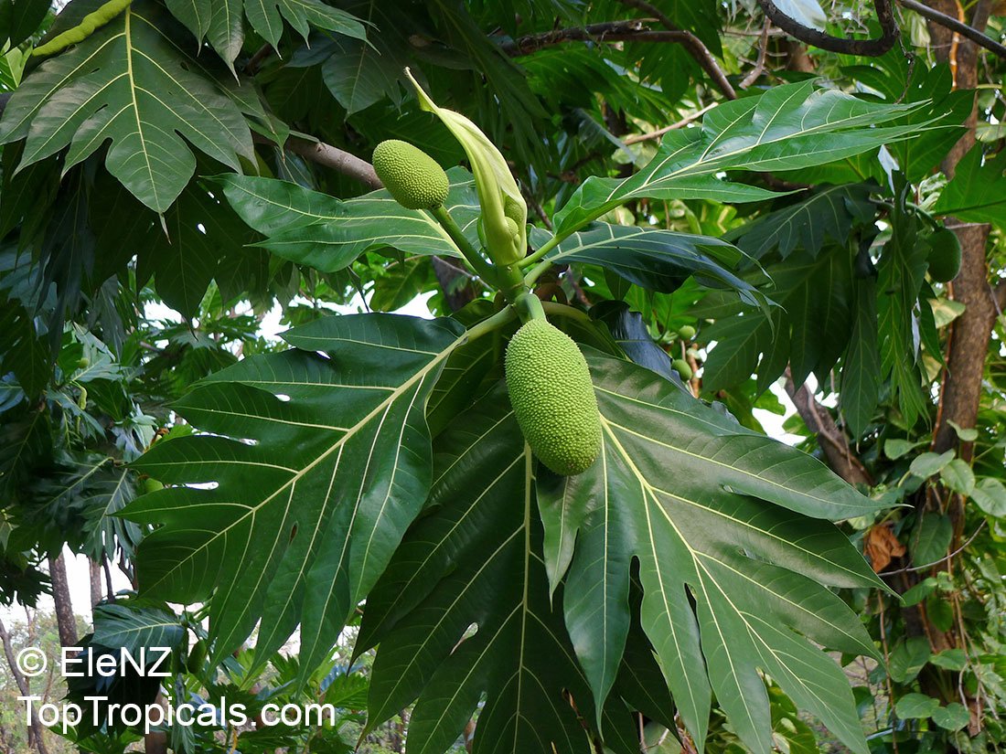Breadfruit imported image